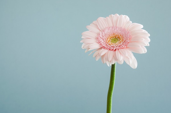 single pink flower